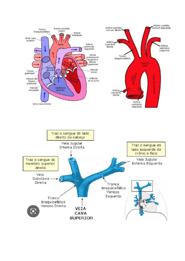 Miniatura del documento ANEXOS-1o-Parcial-Anatomia.pdf