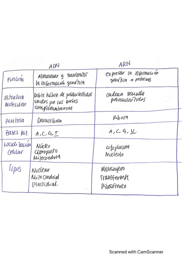 Miniatura del documento DIFERENCIAS-ARN-Y-ADN.pdf
