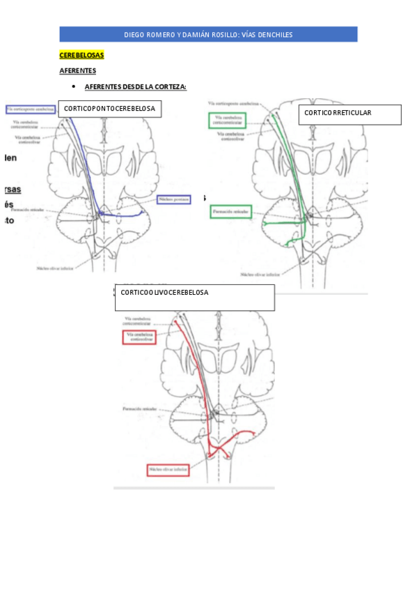 Miniatura del documento VIAS-NEURO-A-COLOR.pdf