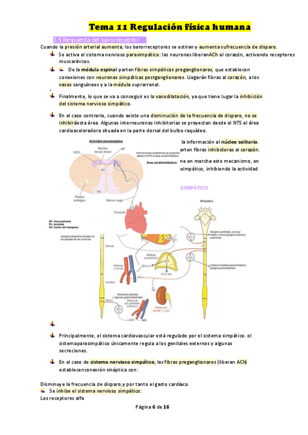 Miniatura del documento Tema-fisio-1-15.pdf