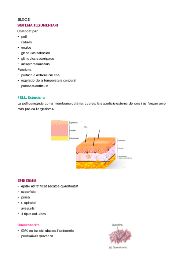 Miniatura del documento apunts-2-Sist-tegumentari...-anato.pdf