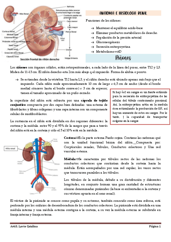 Miniatura del documento ANATOMIA-E-HISTOLOGIA-RENAL.pdf