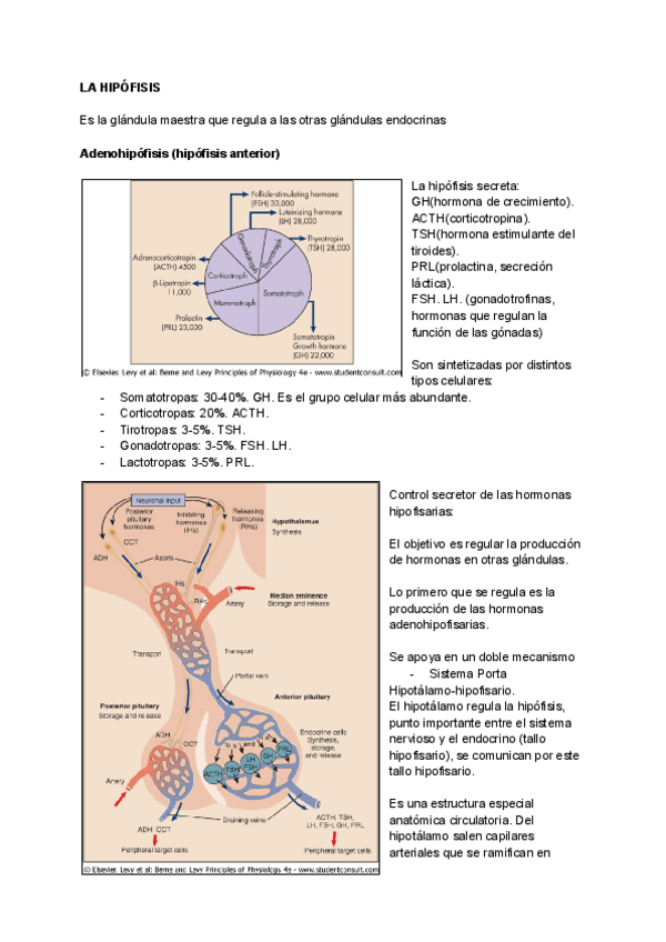 Miniatura del documento T13-La-hipofisis.pdf