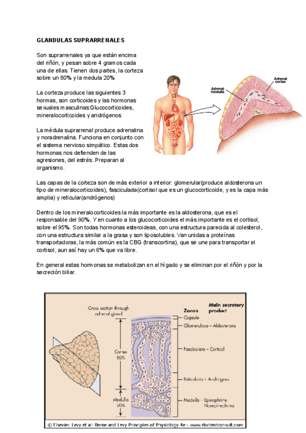 Miniatura del documento T15-Glandulas-suprarrenales.pdf