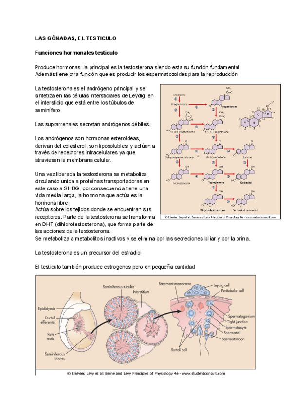Miniatura del documento T17-Las-gonadas-el-testiculo.pdf