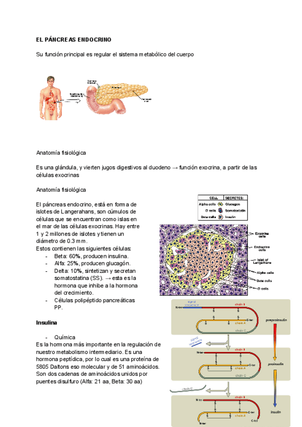 Miniatura del documento T18-El-pancreas-endocrino.pdf
