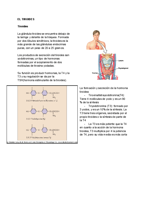 Miniatura del documento T14-La-tiroides.pdf