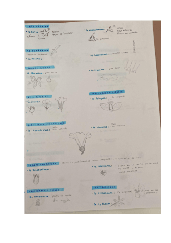 Miniatura del documento Familias-botanica.pdf