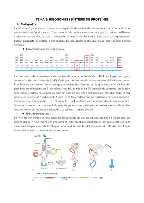 Miniatura del documento TEMA-5-RIBOSOMES-I-SINTESIS-DE-PROTEINES.pdf