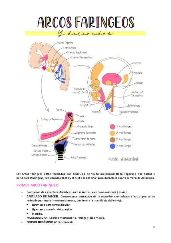 Miniatura del documento ARCOS-FARINGEOS.pdf