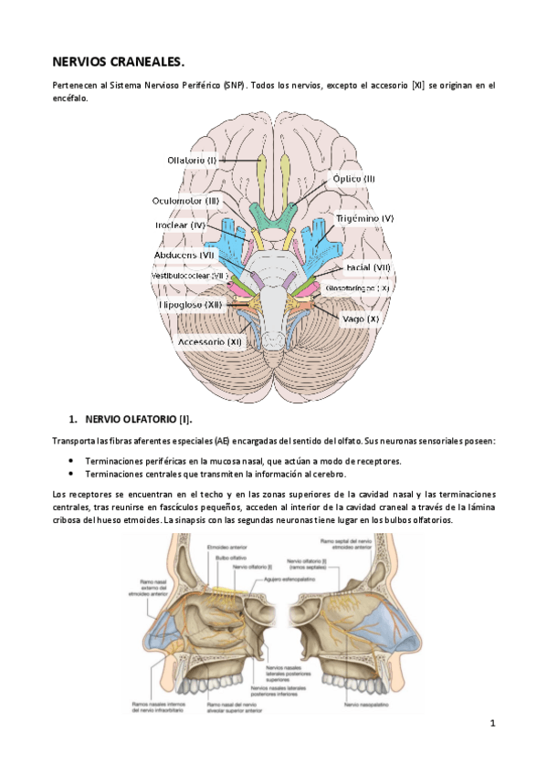 Miniatura del documento pares-craneales.pdf