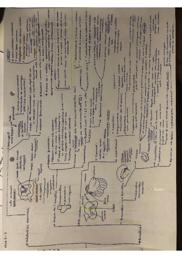 Miniatura del documento ESQUEMA-TOT-1r-parcial-NEUROANATOMIA.pdf