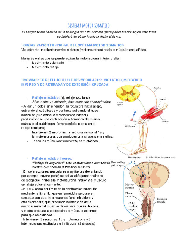 Miniatura del documento Temas-7-10.-Sistema-motor-somatico.pdf