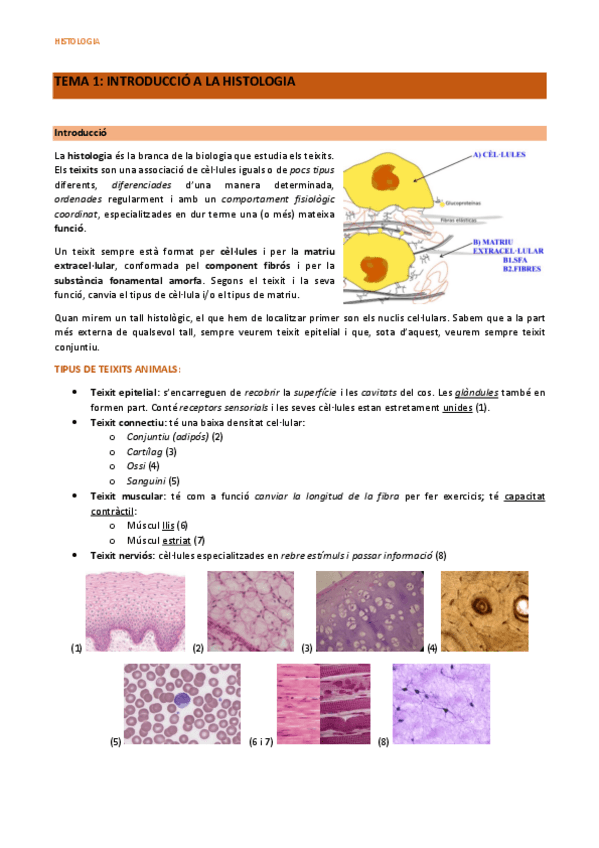 Miniatura del documento Histologia-1r-parcial.pdf
