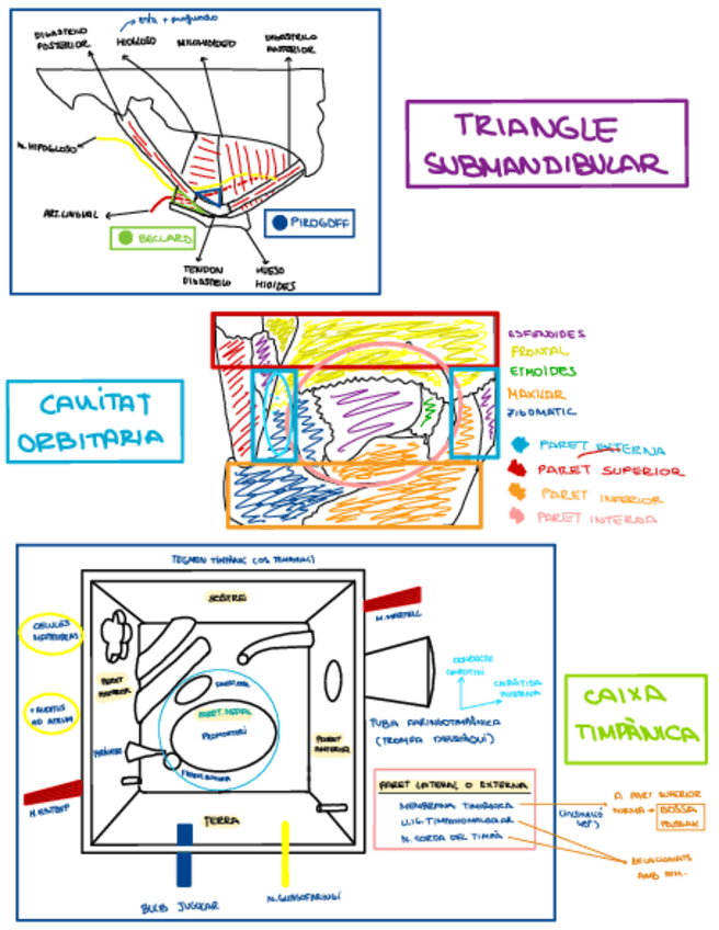 Miniatura del documento ESQUEMAS-ANATO.pdf