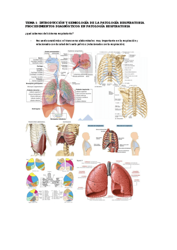Miniatura del documento respiratorio.pdf