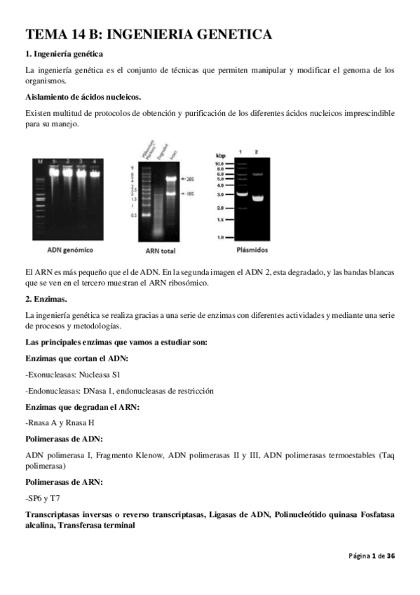 Miniatura del documento genetica-leccion-14b.pdf