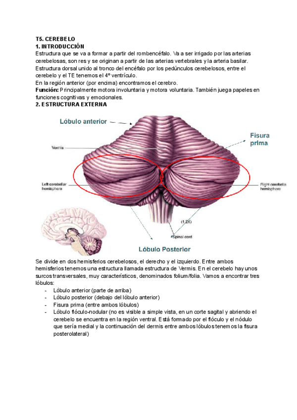 Miniatura del documento t5-cerebelo.pdf