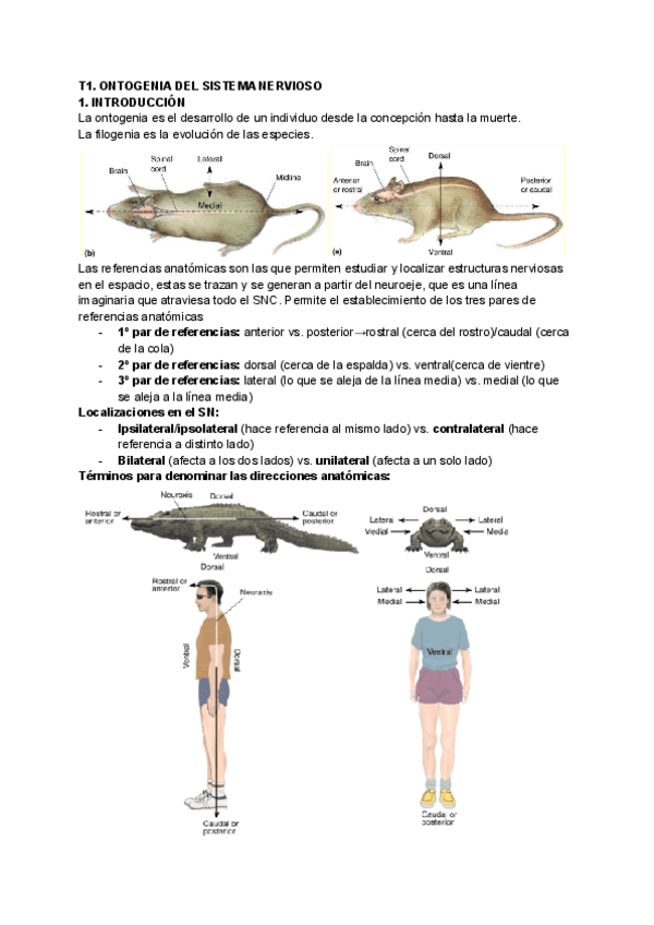 Miniatura del documento t1-ontogenia-del-sistema-nervioso.pdf