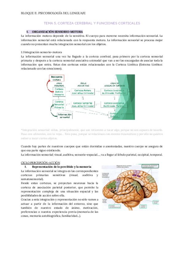 Miniatura del documento TEMA-5.-CORTEZA-CEREBRAL-Y-FUNCIONES-CORTICALES.pdf