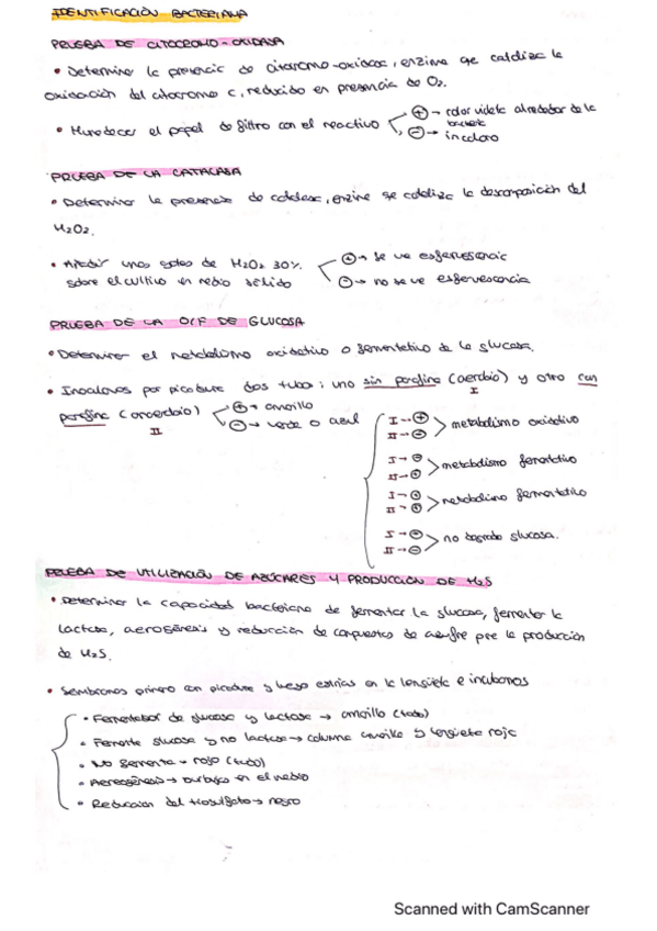 Miniatura del documento Resumen-identificacion-bacteriana.pdf