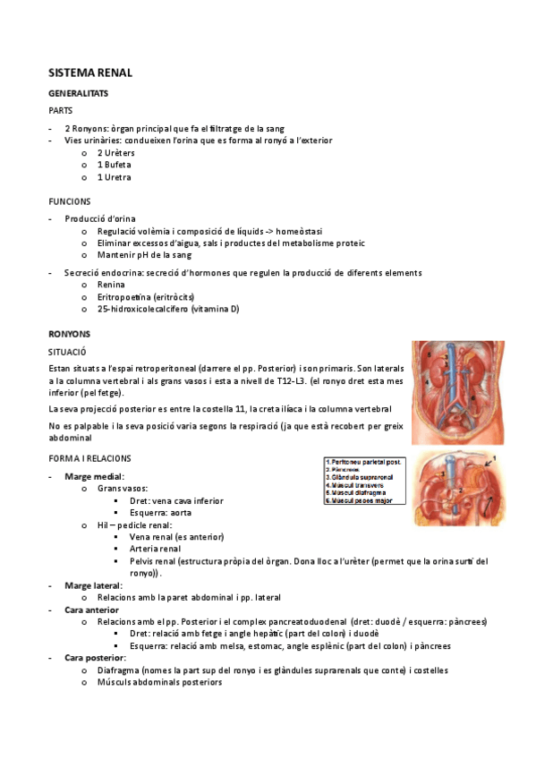 Miniatura del documento ANATOMIA-II-S.-Renal.pdf