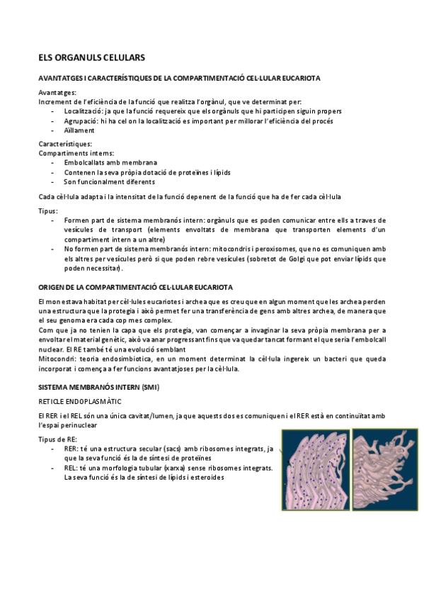 Miniatura del documento 02.-Organuls-celulars.pdf