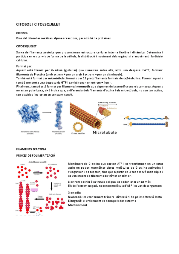 Miniatura del documento 03.-Citosol-i-citoesquelet.pdf