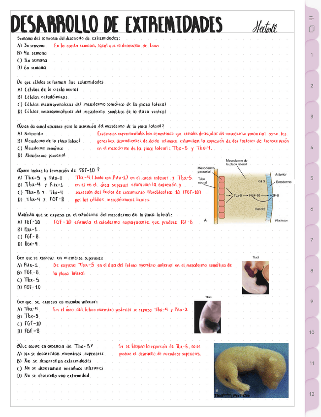 Miniatura del documento Cuestionario-de-desarrollo-de-extremidades.pdf