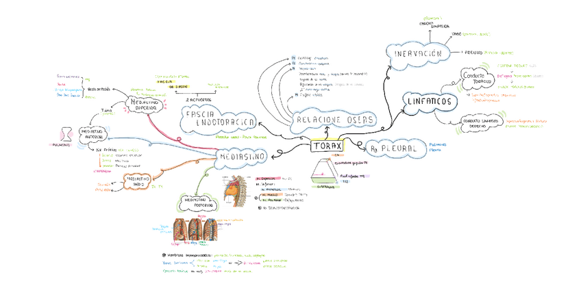 Miniatura del documento Seminario-16-DIAFRAGMA-Y-TORAX.pdf