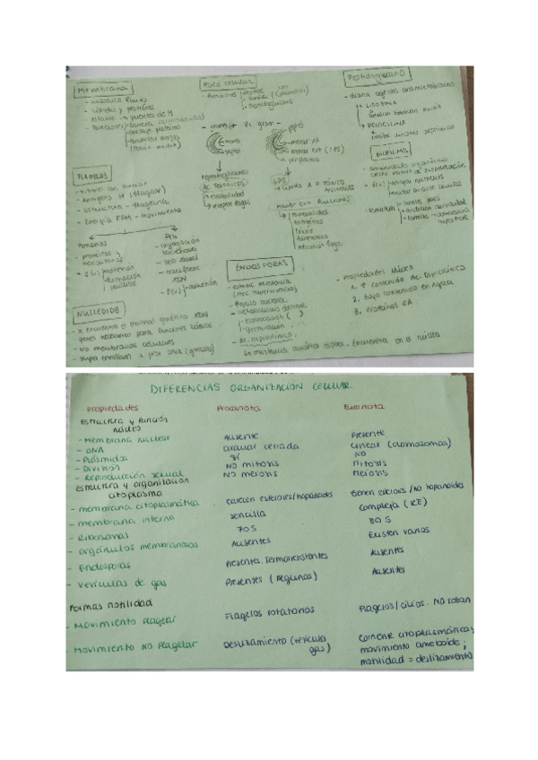 Miniatura del documento ideas-importantes-tema-2-micro.pdf
