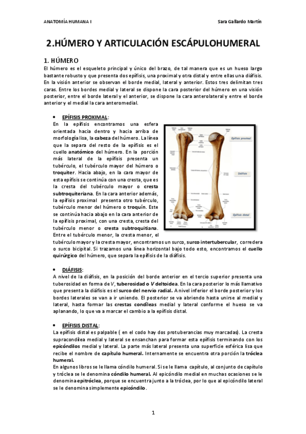 Miniatura del documento 2. Húmero y articulación escapulohumeral.pdf