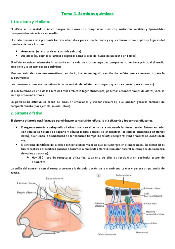 Miniatura del documento SPA-tema-4.pdf