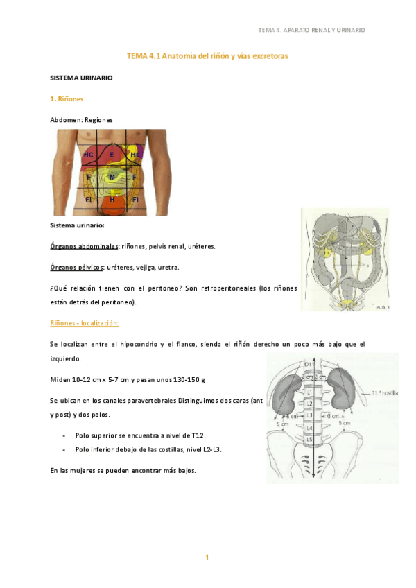 Miniatura del documento 4. Anatomía del riñón y vías excretoras.pdf