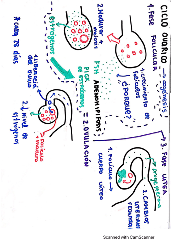 Miniatura del documento DIBUJO-FASES-CICLO-OVARICO.pdf