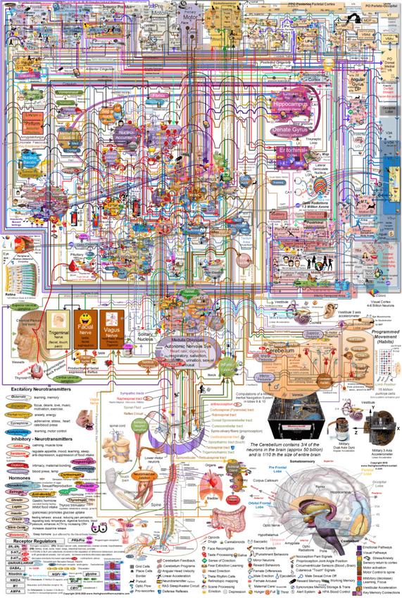 Miniatura del documento Senalizacion-fisiologica.pdf