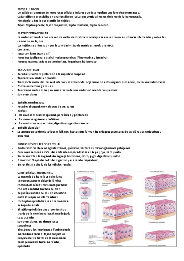 Miniatura del documento Tema-3-Fisiopatologia.pdf