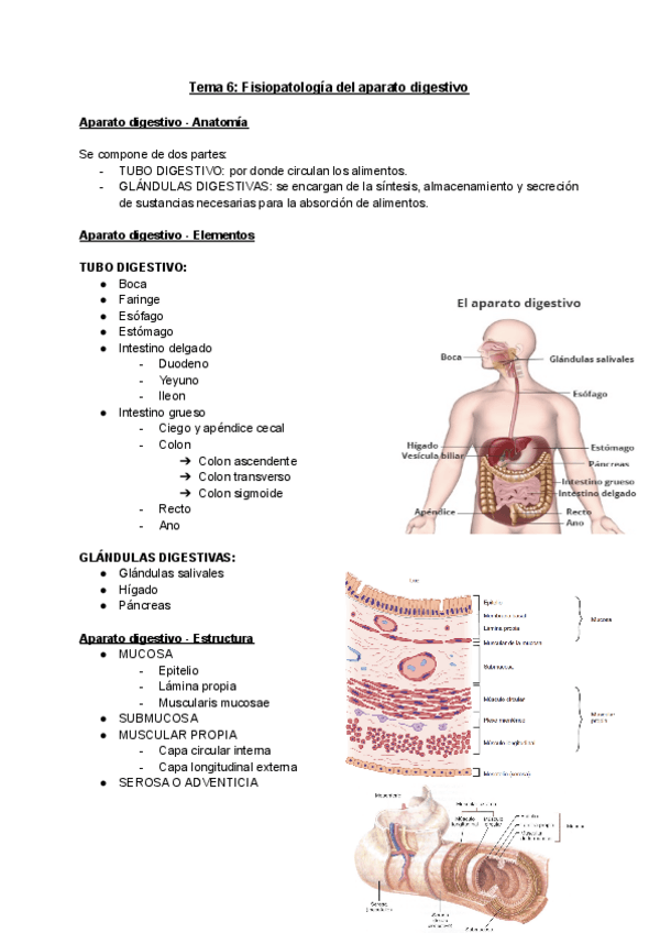 Miniatura del documento Aparato-digestivo-1.pdf