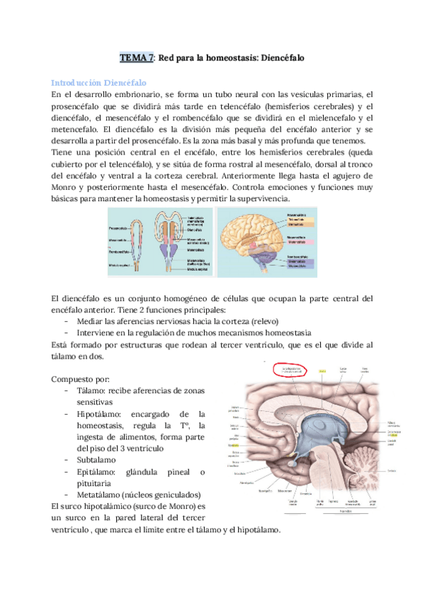 Miniatura del documento TEMA-7-Red-para-la-homeostasis-Diencefalo.pdf
