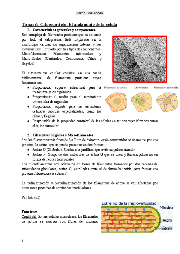 Miniatura del documento Tema 6: Citoesqueleto.pdf