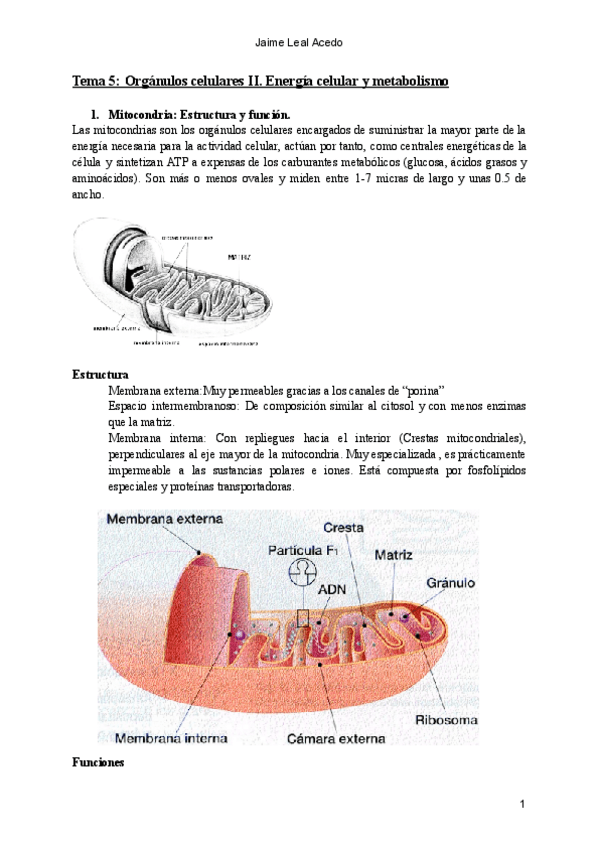Miniatura del documento Tema 5: Orgánulos celulares II. Energía celular y metabolismo.pdf
