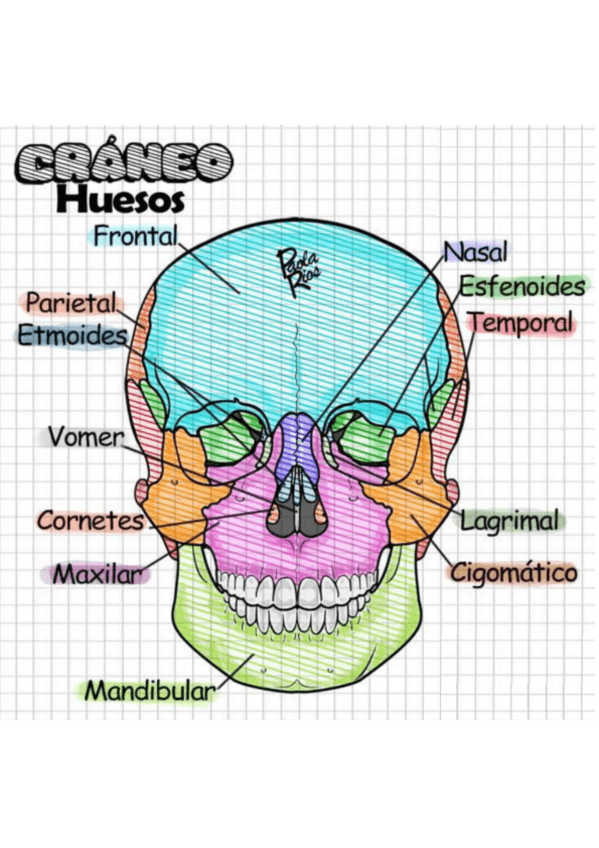 Miniatura del documento Ilustracion-Huesos-del-craneo.pdf
