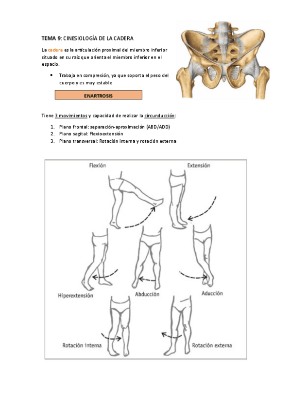 Miniatura del documento CINESIOLOGIA-DE-LA-CADERA.pdf