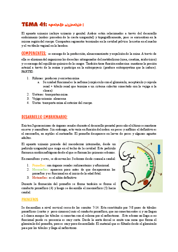 Miniatura del documento TEMA-41aparato-urinario-I.pdf