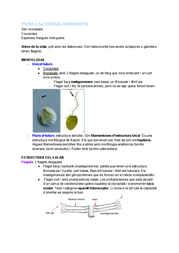 Miniatura del documento TEMA-2.6a-DIVISIO-OCHROPHYTA.pdf