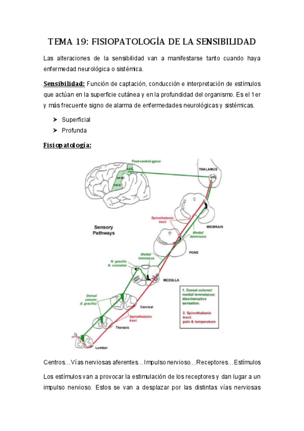 Miniatura del documento Tema-19-FISIOPATOLOGIA-DE-LA-SENSIBILIDAD.pdf
