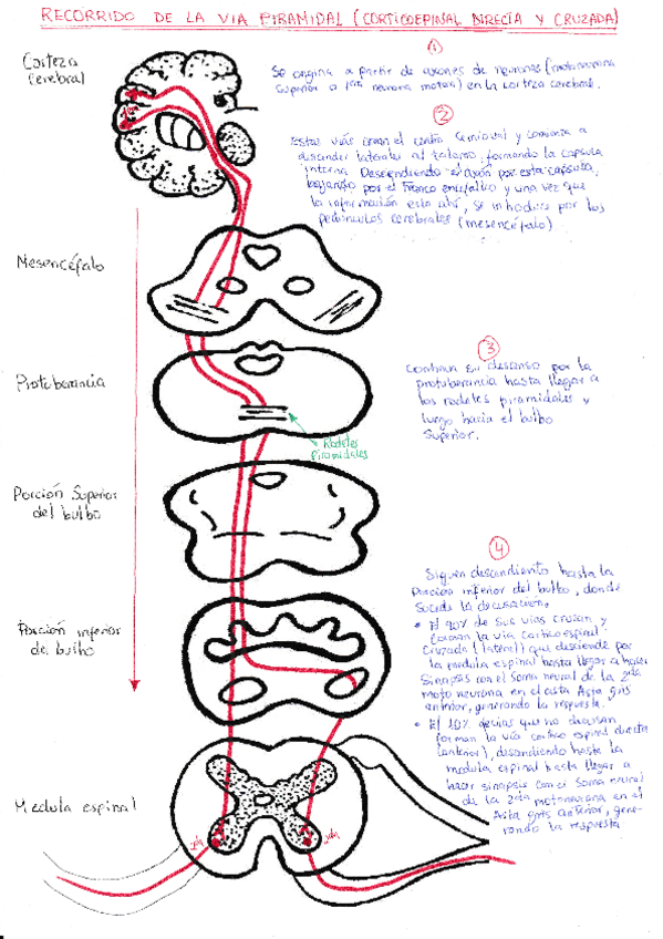 Miniatura del documento Recorrido-de-la-via-piramidal-corticoespinal-directa-y-cruzada.pdf