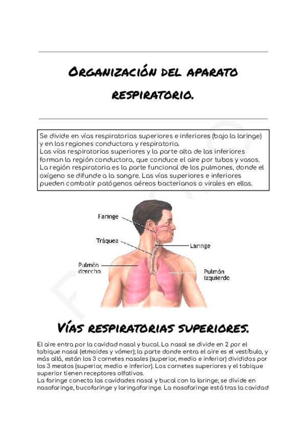 Miniatura del documento Organizacion-del-aparato-respiratorio.pdf