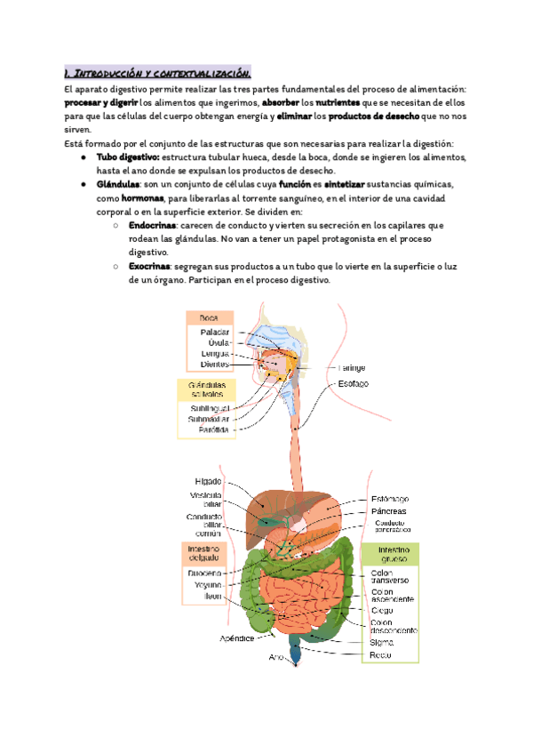 Miniatura del documento Tema-15.-El-aparato-digestivo-I.pdf