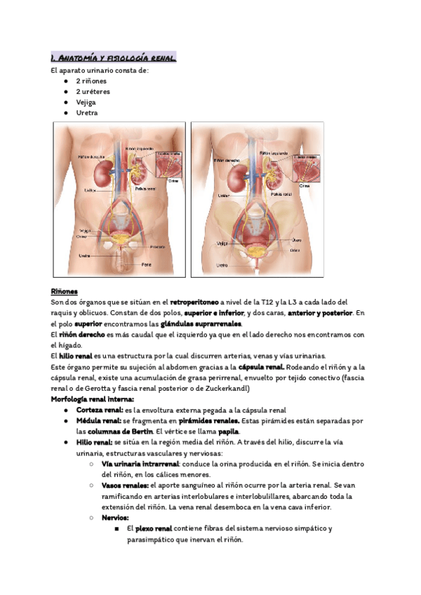 Miniatura del documento Tema-17.-El-aparato-urinario.pdf
